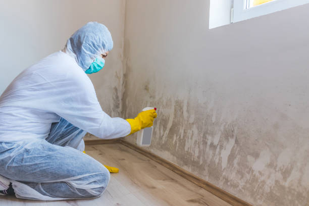 Licensed Mold Removal service in Bay Pines, FL - WQB Mold Removal